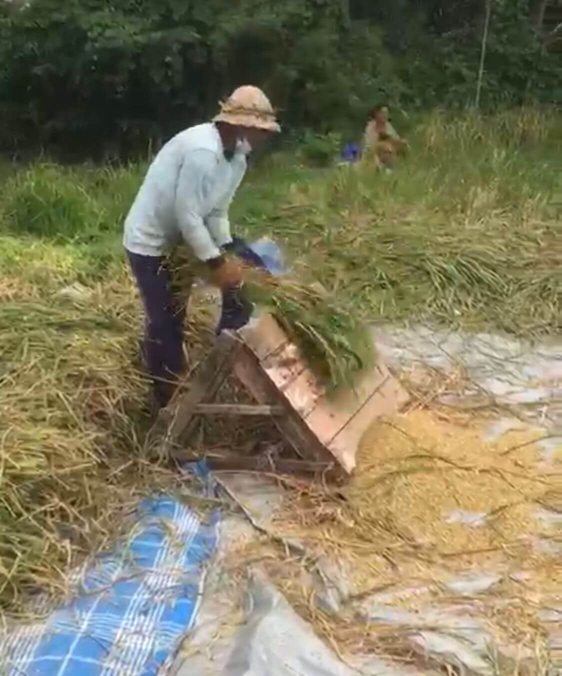 petani-kecil-Pak-Ketut-PIP-UMi