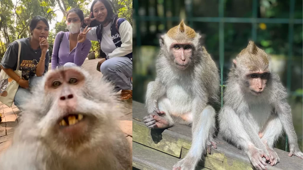 monkey forest selfie bersama monyet