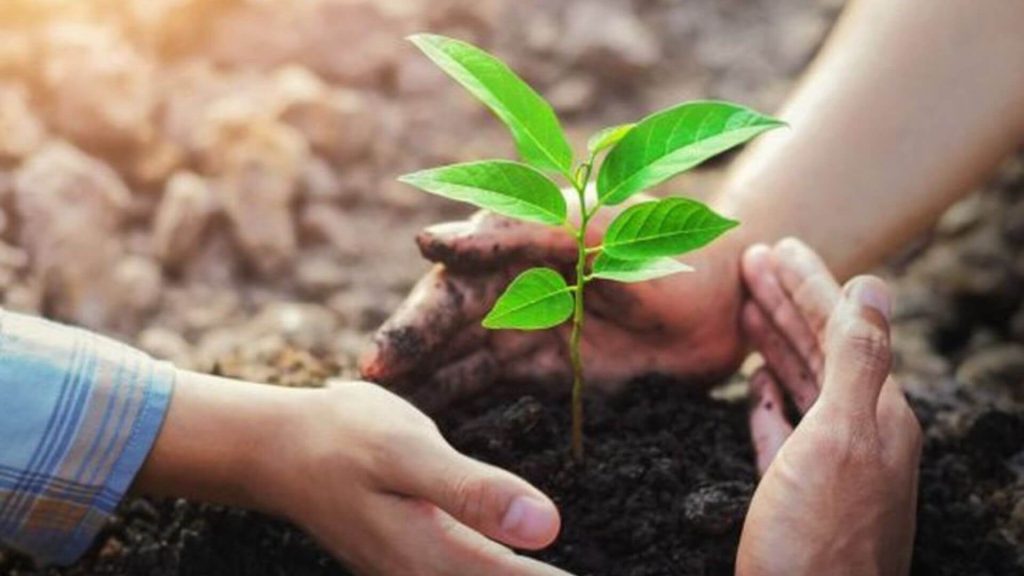 menanam pohon untuk mengatasi perubahan iklim dari rumah