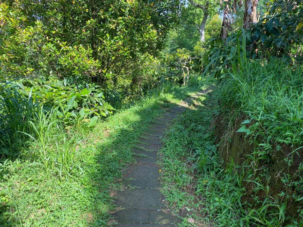 Jalur trekking menuju Banyuwana Amertha Waterfall yang asri.